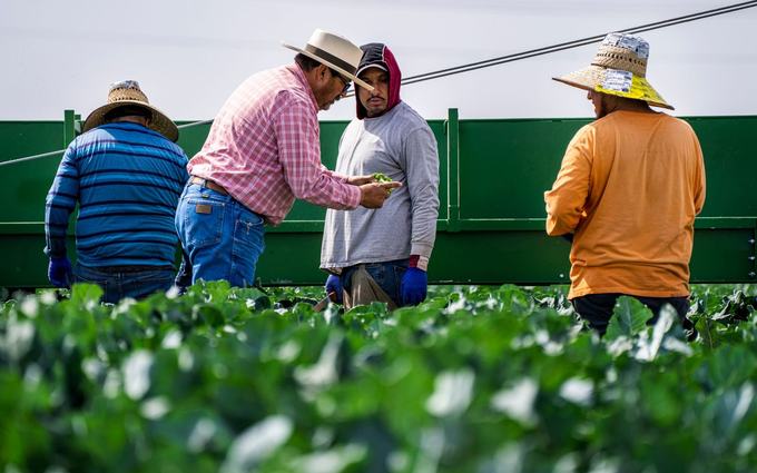 Cuatro trabajadores agrícolas con sombreros de paja y camisas de manga larga conversan en un campo de hortalizas junto a un remolque verde.